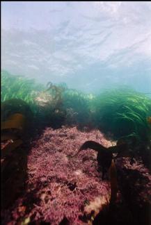 CORALLINE ALGAE AND SURFGRASS IN SHALLOWS
