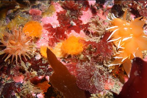 baby crimson anemone, cup coral and nudibranch
