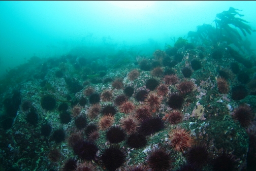 wall of urchins