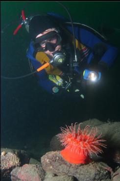 SWIMMING ANEMONE