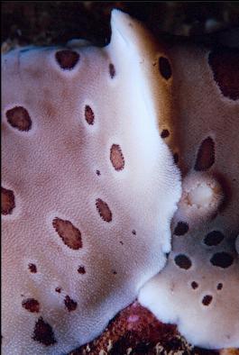 MATING NUDIBRANCHS