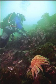 SUNFLOWER STAR IN SHALLOWS