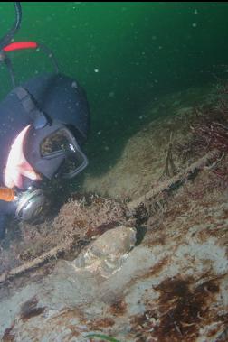 LOOKING AT BUFFALO SCULPIN ON MUD