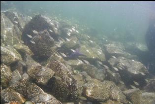 JUVENILE PERCH NEAR SURFACE