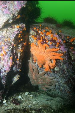 SUNFLOWER STARS AND CUP CORALS OVER OCTOPUS DEN