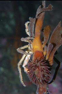 KELP CRAB AND BROODING ANEMONE