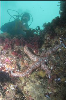 SEASTAR UNDER OVERHANG