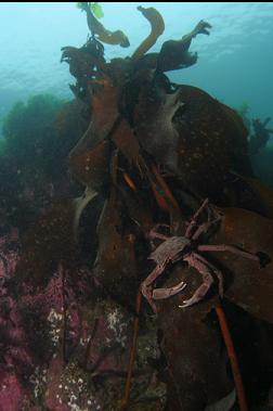 kelp crab