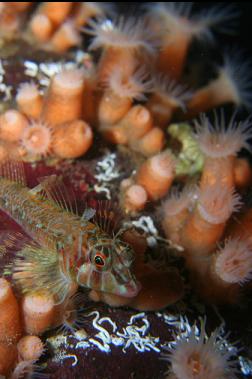 longfin sculpin again