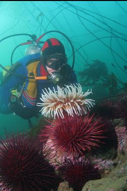 anemone and urchins