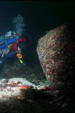 looking at octopus den