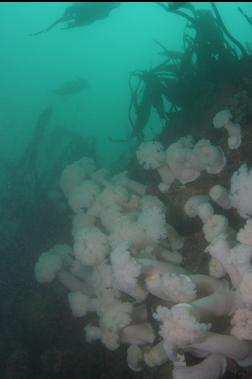 plumose anemones