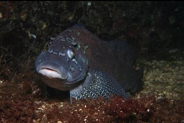 kelp greenling