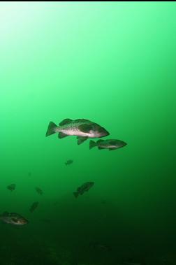 black rockfish