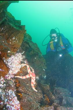 seastar at top of wall