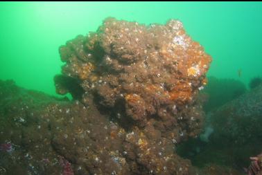 hydroids and giant barnacles on sandstone formation