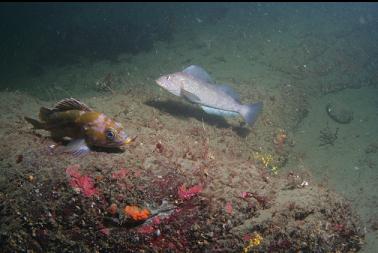 copper rockfish and kelp greenling