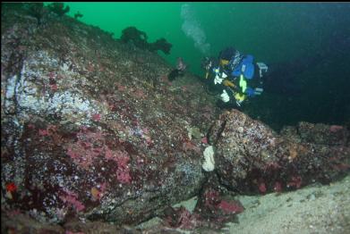 above lingcod egg mass with lingcod in my face