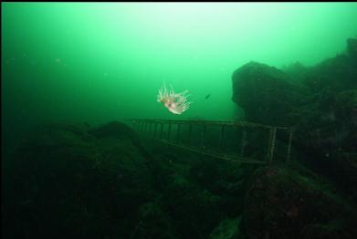 swimming nudibranch and ladder