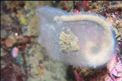 tunicate