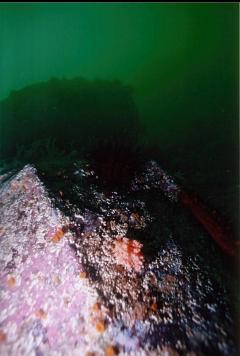 SOFT CORAL ON WALL