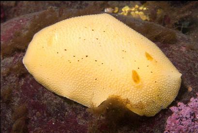 nudibranch