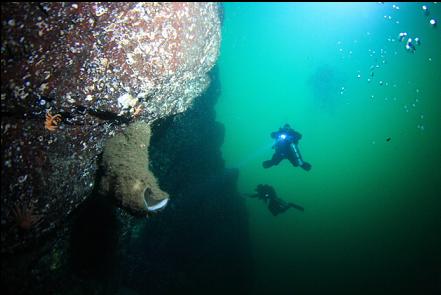 boot sponge