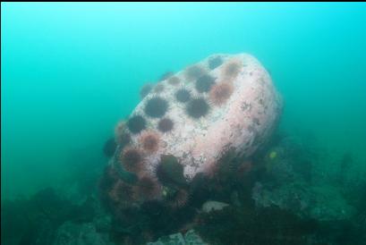 urchins on large boulder