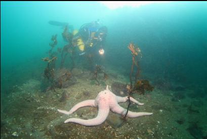 large seastar