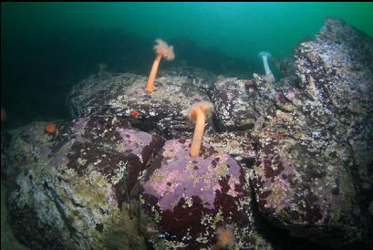 plumose anemones at top of small wall