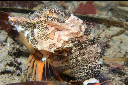 grunt sculpin