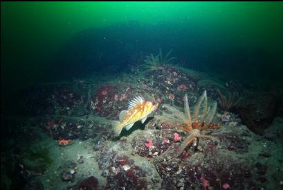 copper rockfish