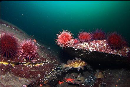 rockfish and urchins att the end of the reef