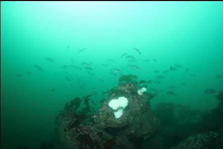 black rockfish over the boulders