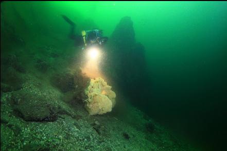 cloud of mysid shrimp over the sponge