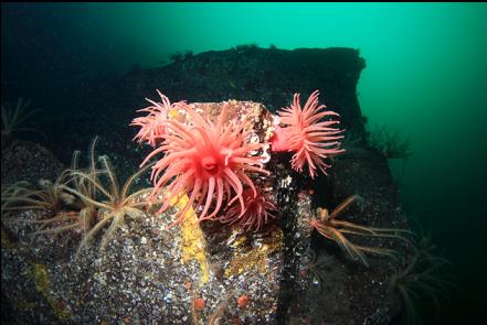 crimson anemones and feather stars