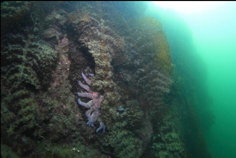 sunflower star on a silty wall