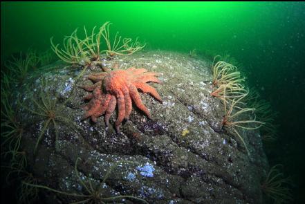 sunflower star and feather stars