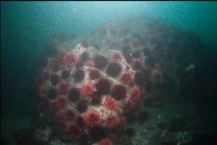 urchin-covered reef