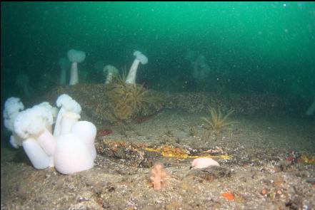 soft coral at the base of the wall