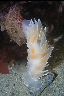 NUDIBRANCH