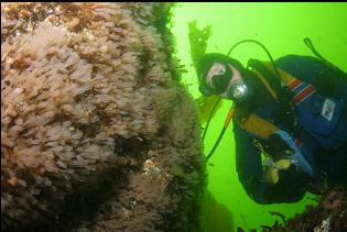 LIGHTBULB TUNICATES