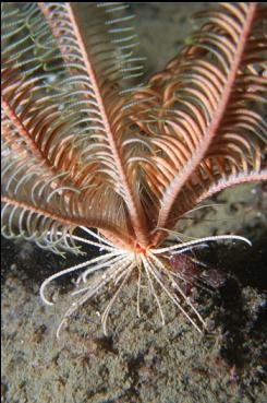 FEATHER STAR