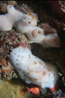 LEPOARD DORID