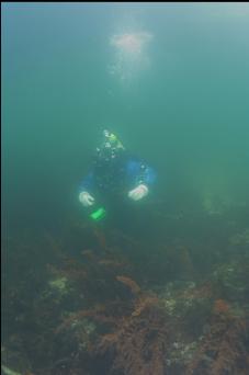 IN SHALLOWS