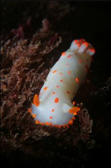 CLOWN NUDIBRANCH