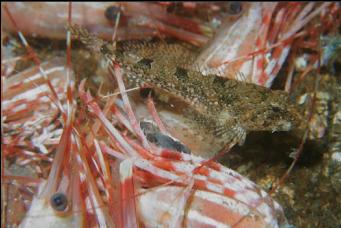 SCULPIN AND PRAWN HEADS