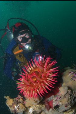 fish-eating anemone