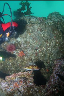 copper rockfish