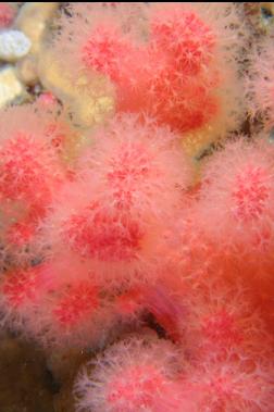 soft coral